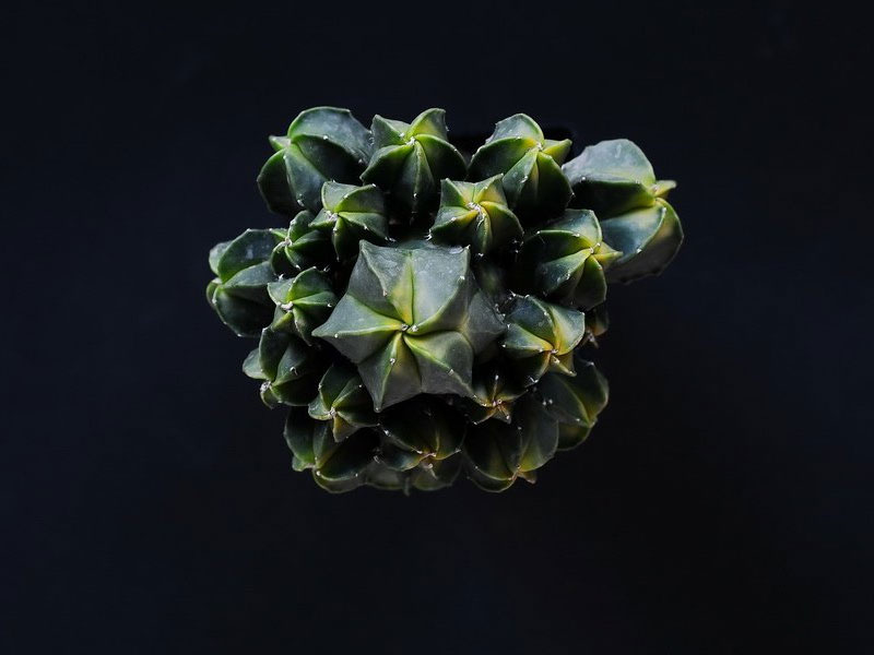 Astrophytum myriostigma cv Koh-yo